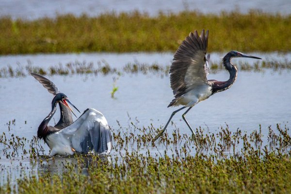 Quels sont les meilleurs spots pour l'observation des oiseaux dans les marais de Camargue, France ?